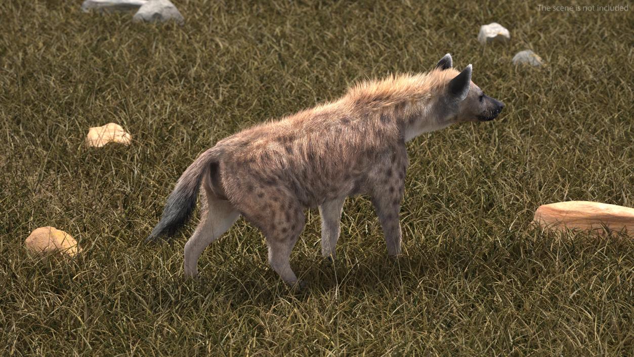 Hyena Walking Pose Fur 3D