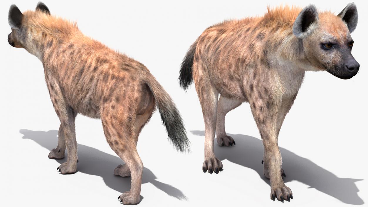 Hyena Walking Pose Fur 3D