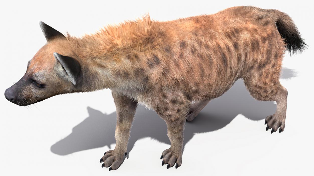 Hyena Walking Pose Fur 3D