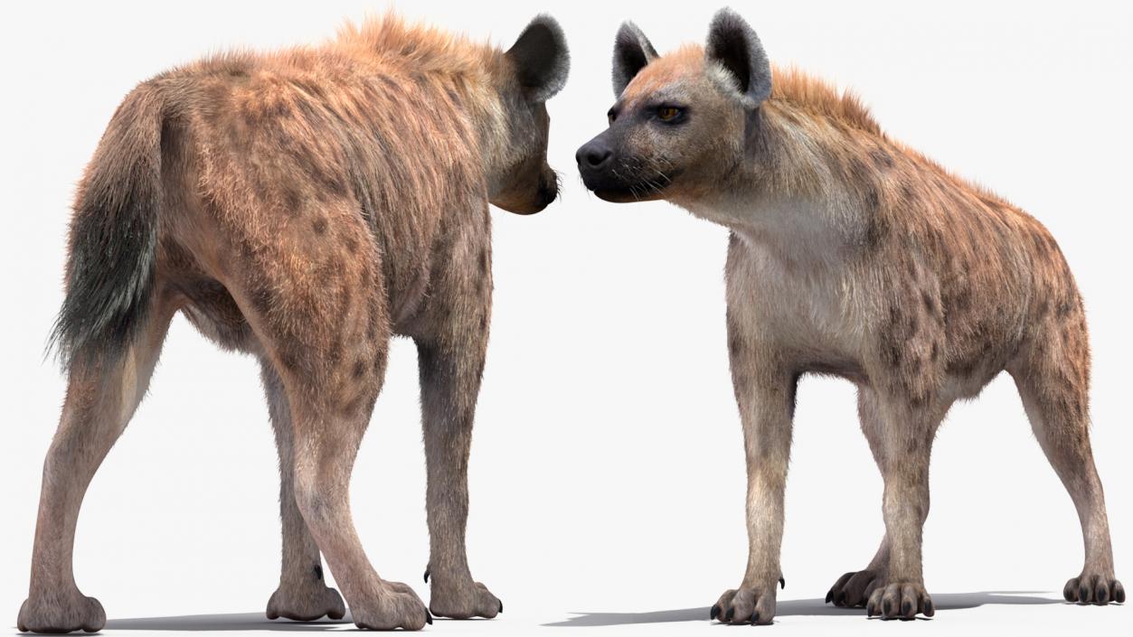 Hyena Walking Pose Fur 3D