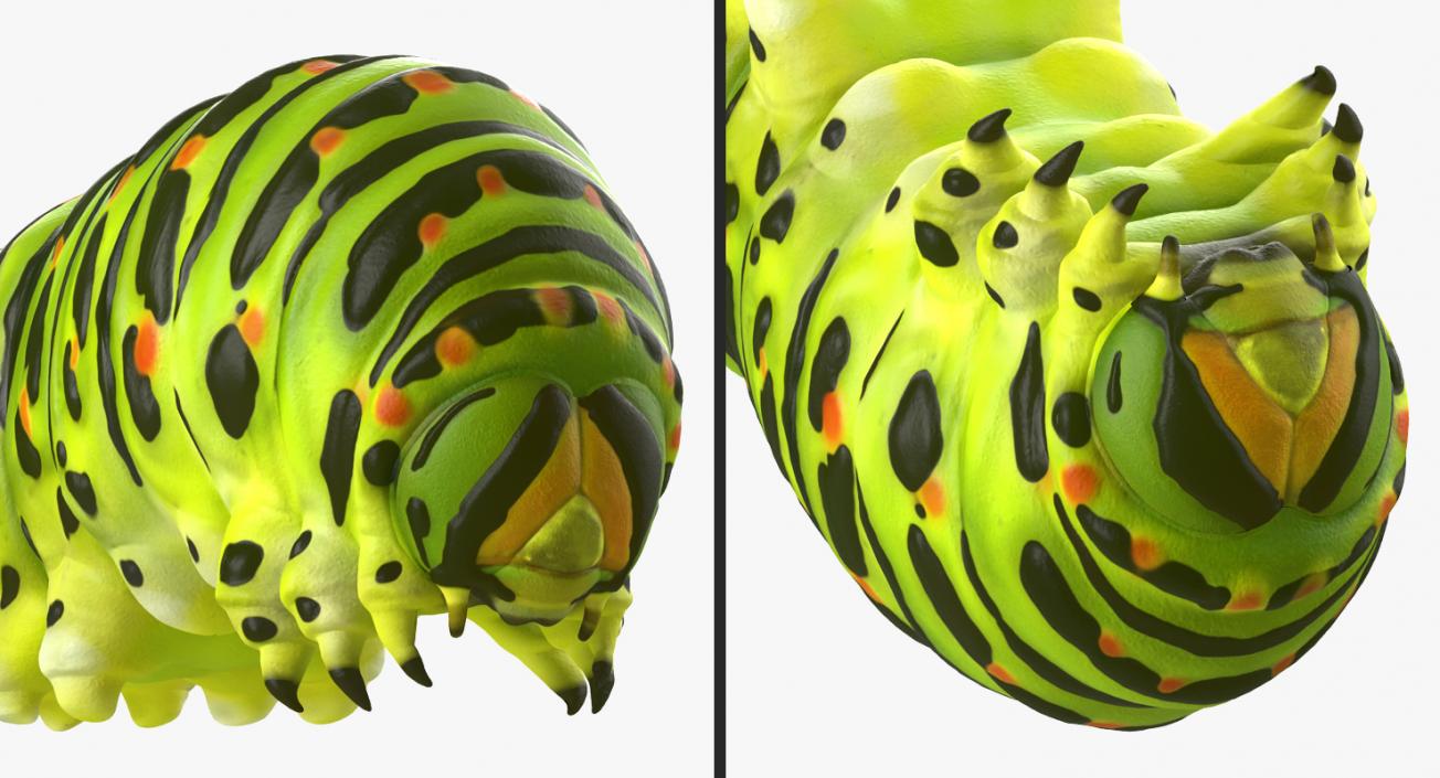 3D Caterpillar