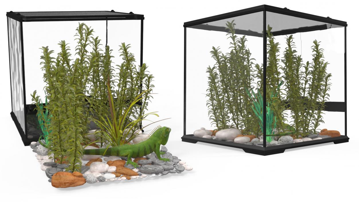 Small Cubic Terrarium with Plants and Iguana 3D model