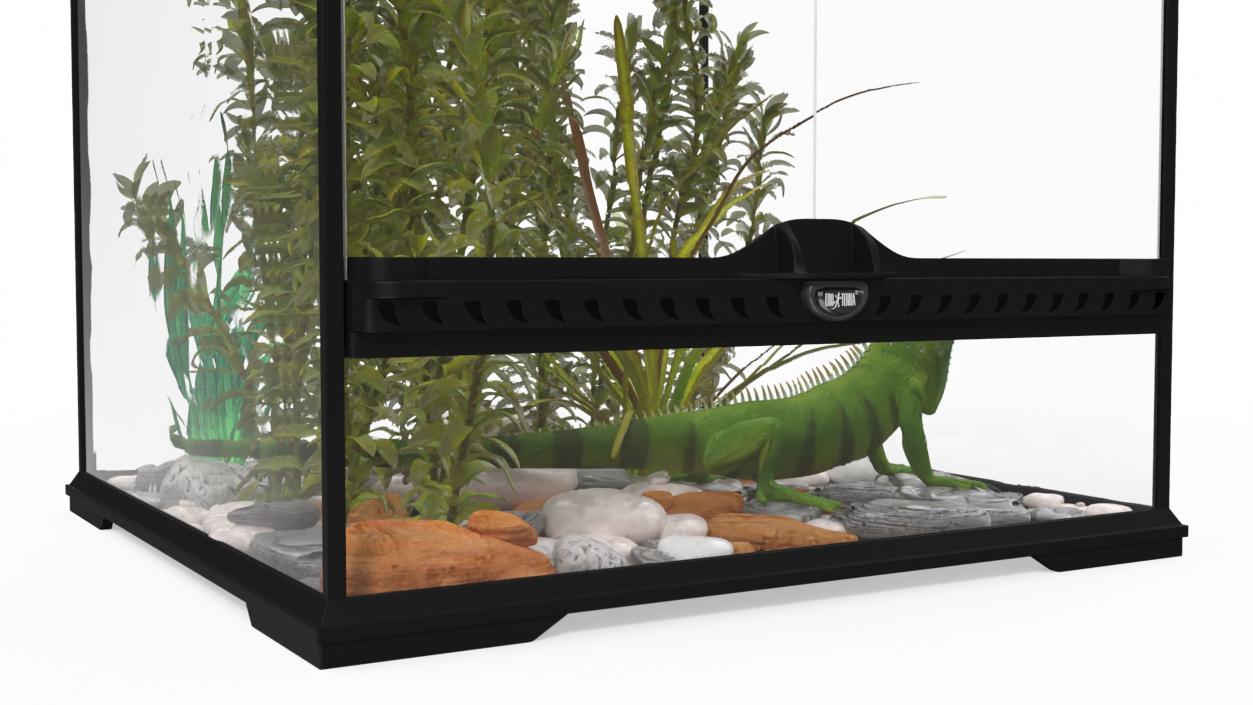 Small Cubic Terrarium with Plants and Iguana 3D model