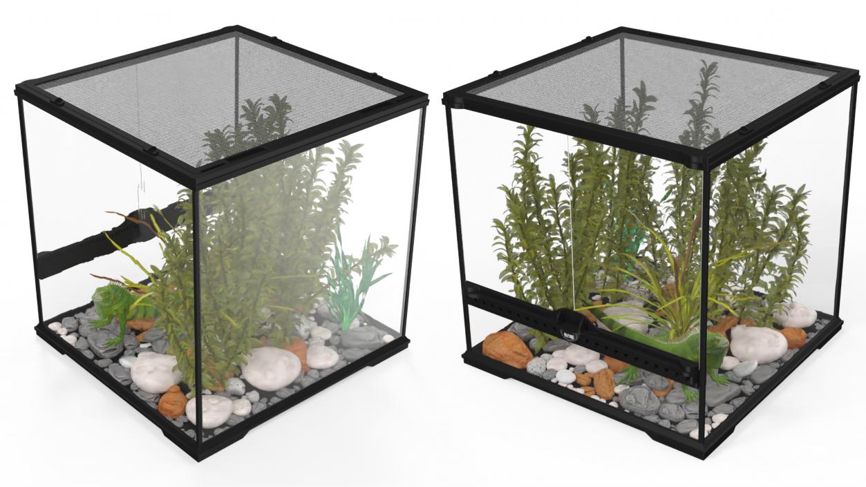 Small Cubic Terrarium with Plants and Iguana 3D model