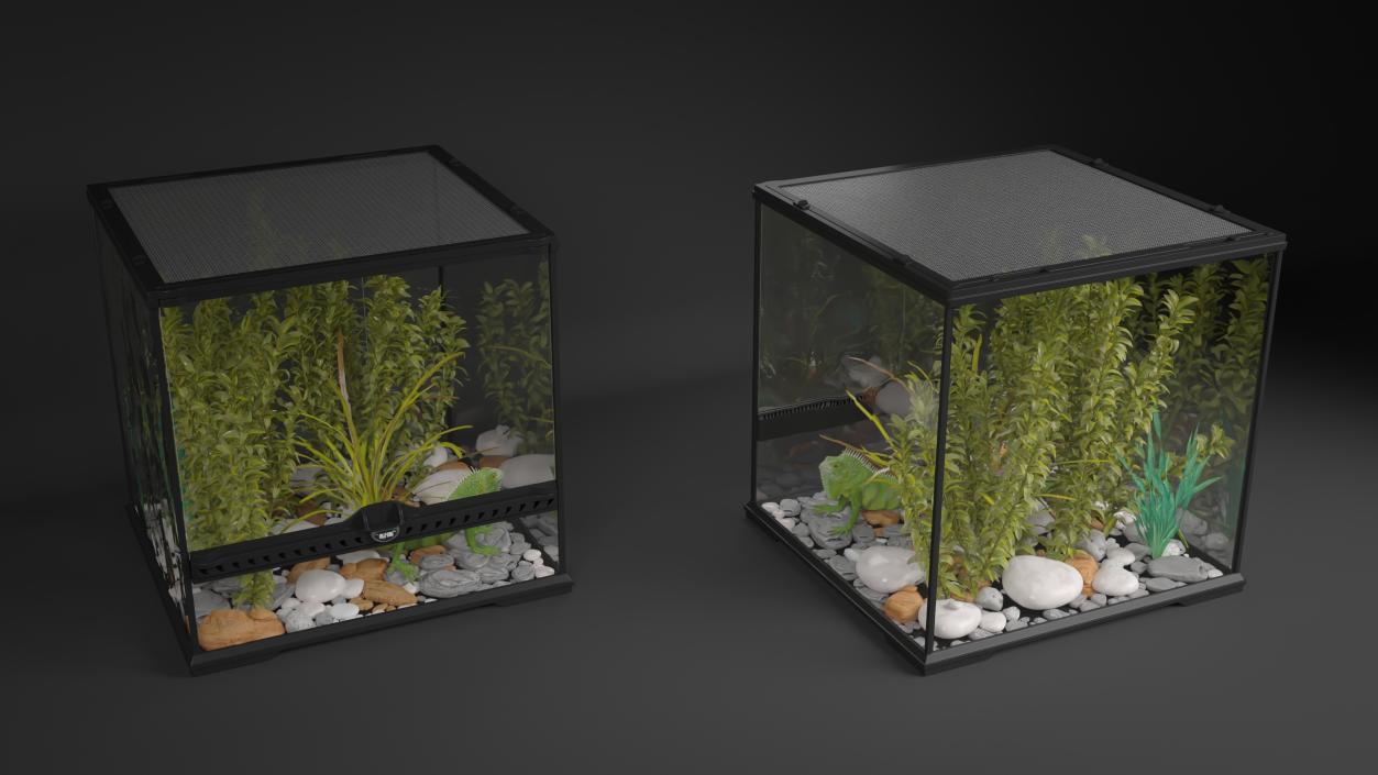 Small Cubic Terrarium with Plants and Iguana 3D model