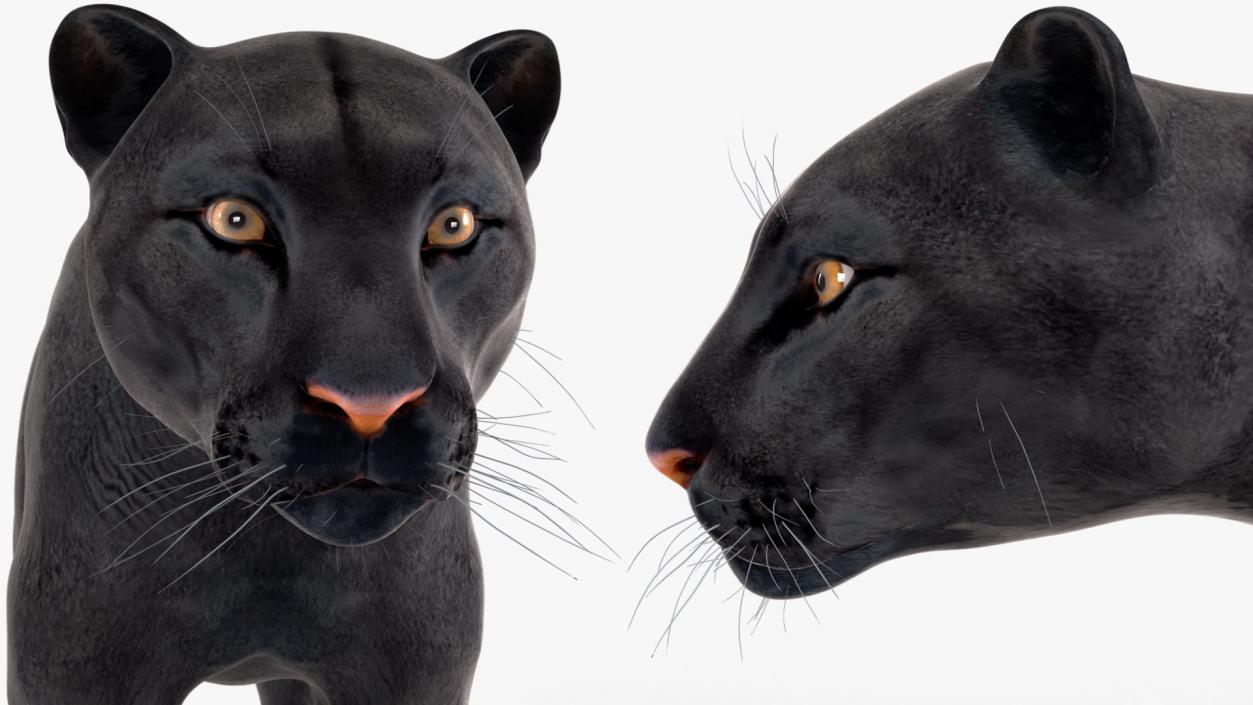 3D Rigged Big Cats Collection