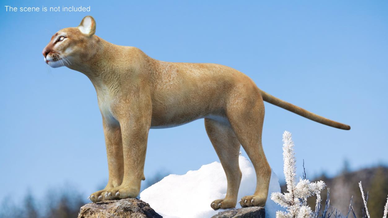 3D Rigged Big Cats Collection