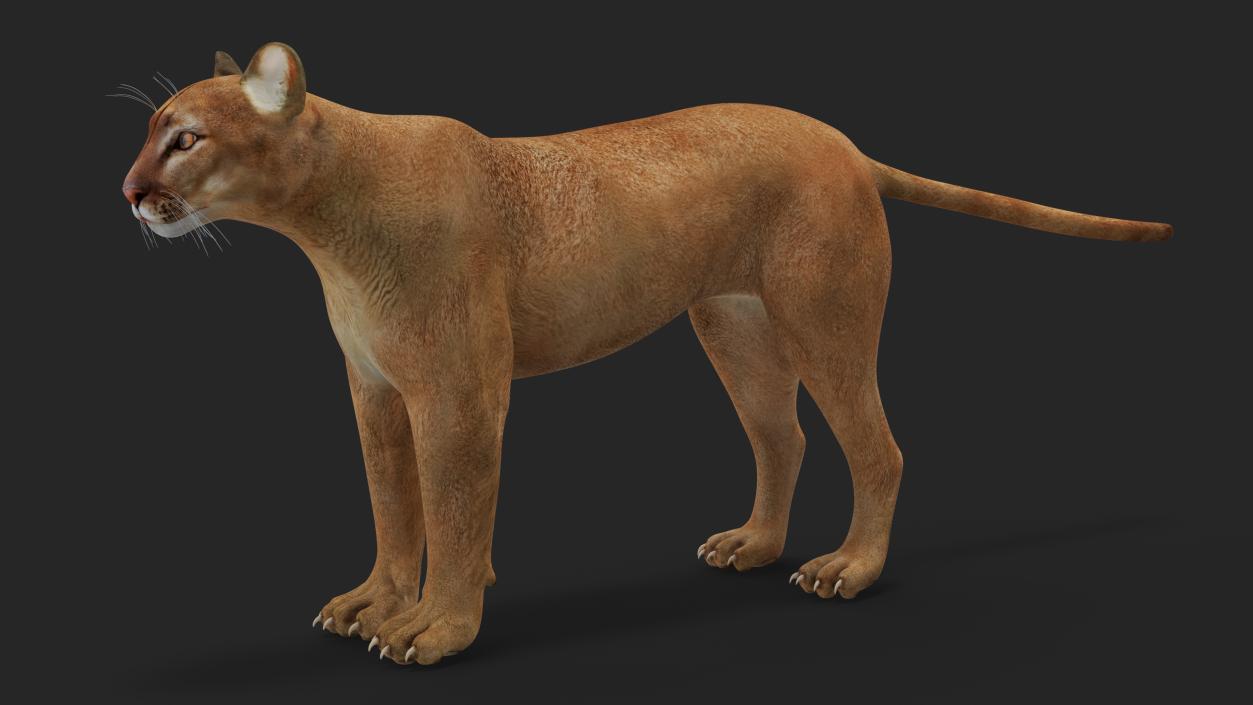 3D Rigged Big Cats Collection