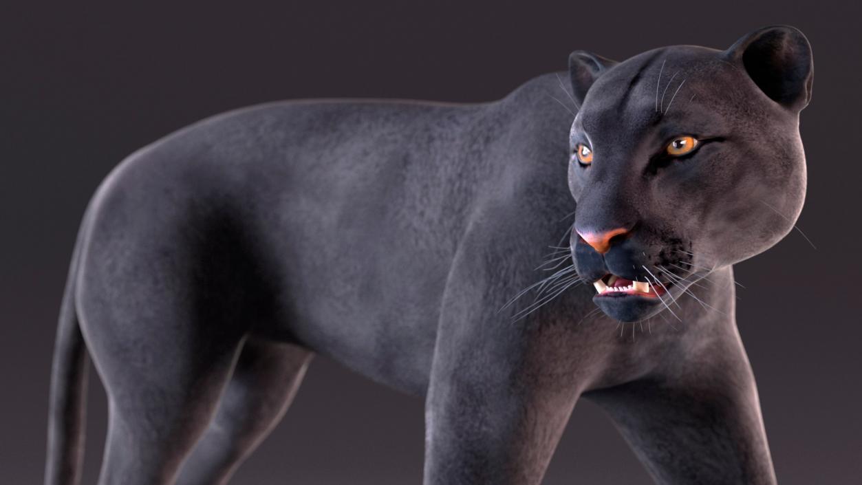 3D Rigged Big Cats Collection