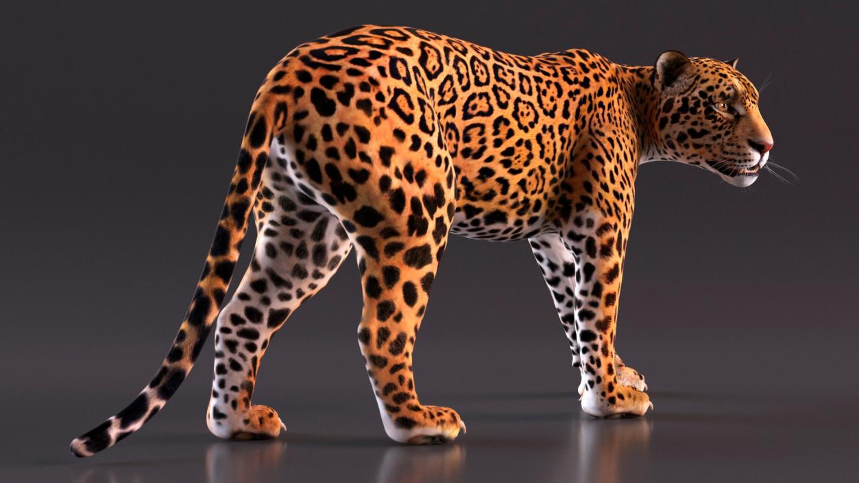 3D Rigged Big Cats Collection