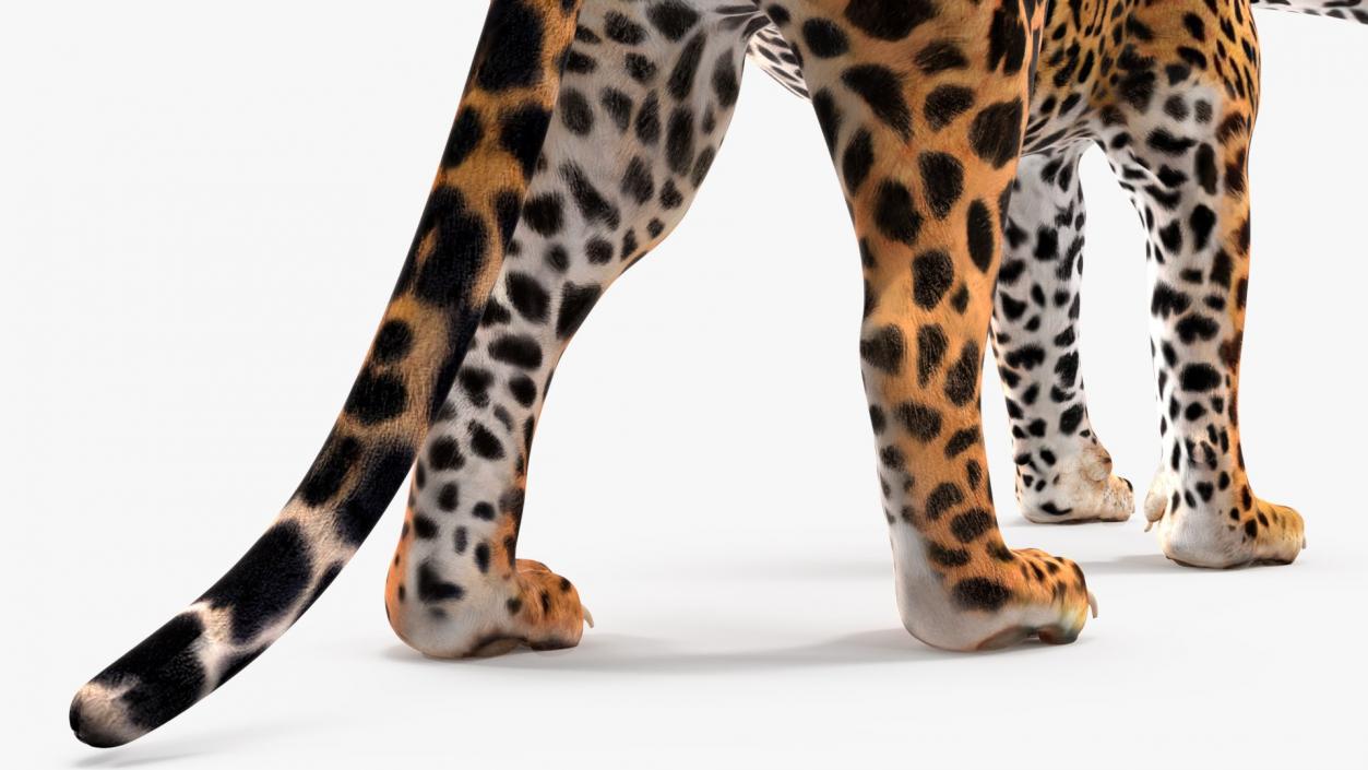 3D Rigged Big Cats Collection