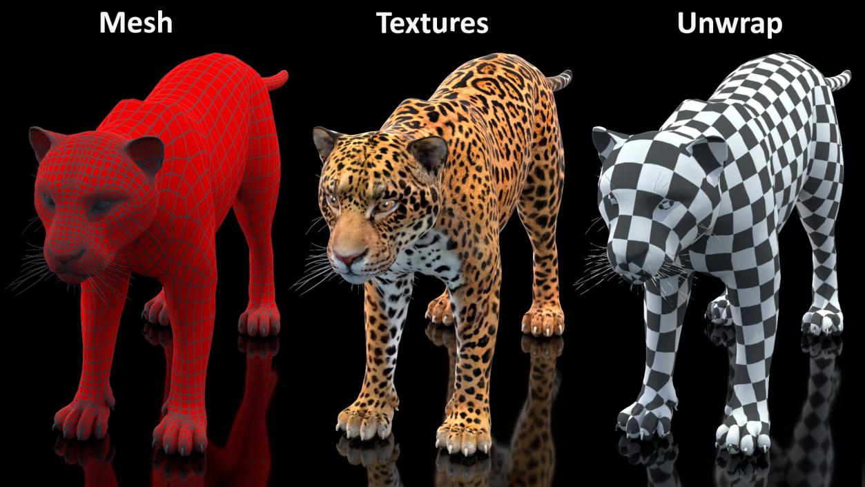 3D Rigged Big Cats Collection