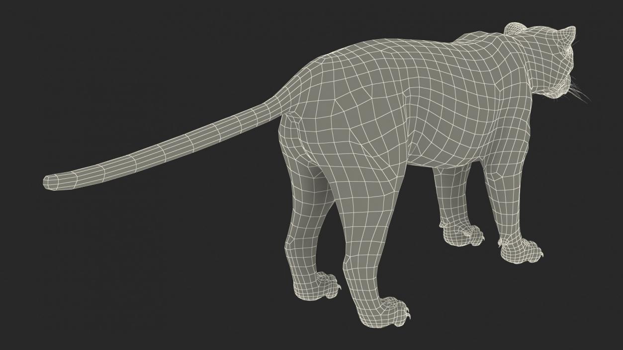 3D Rigged Big Cats Collection