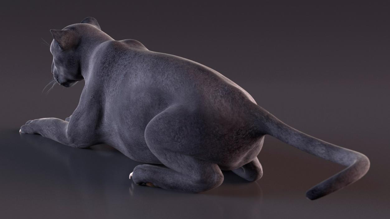 3D Rigged Big Cats Collection