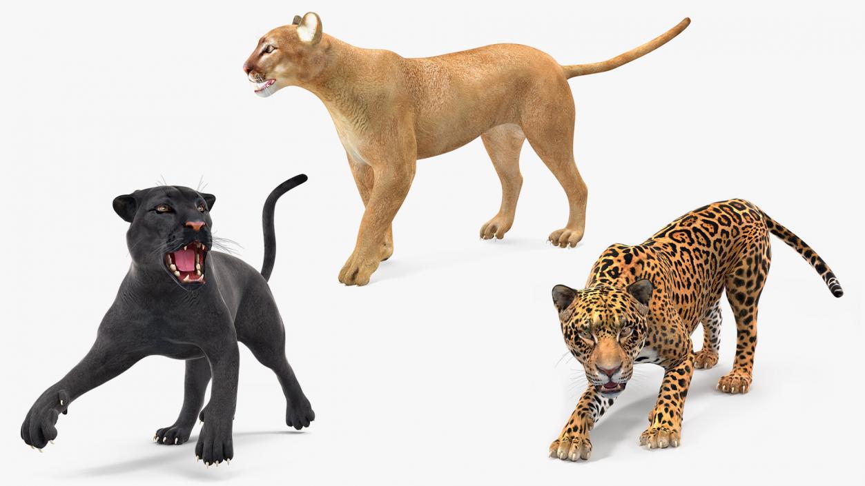 3D Rigged Big Cats Collection