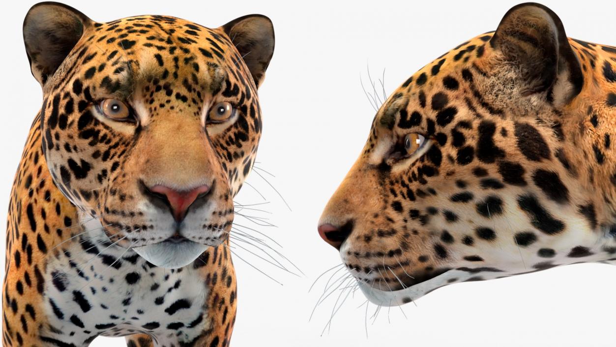 3D Rigged Big Cats Collection