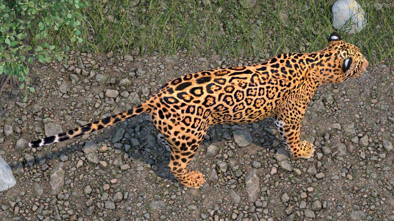 3D Rigged Big Cats Collection