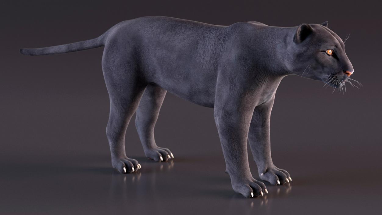 3D Rigged Big Cats Collection