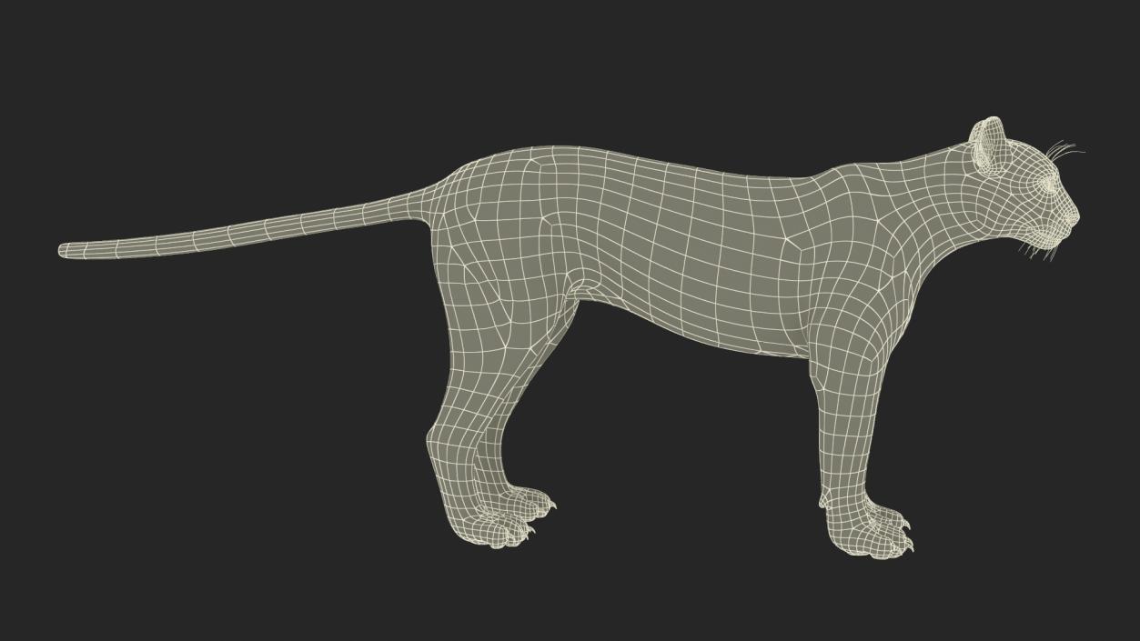 3D Rigged Big Cats Collection