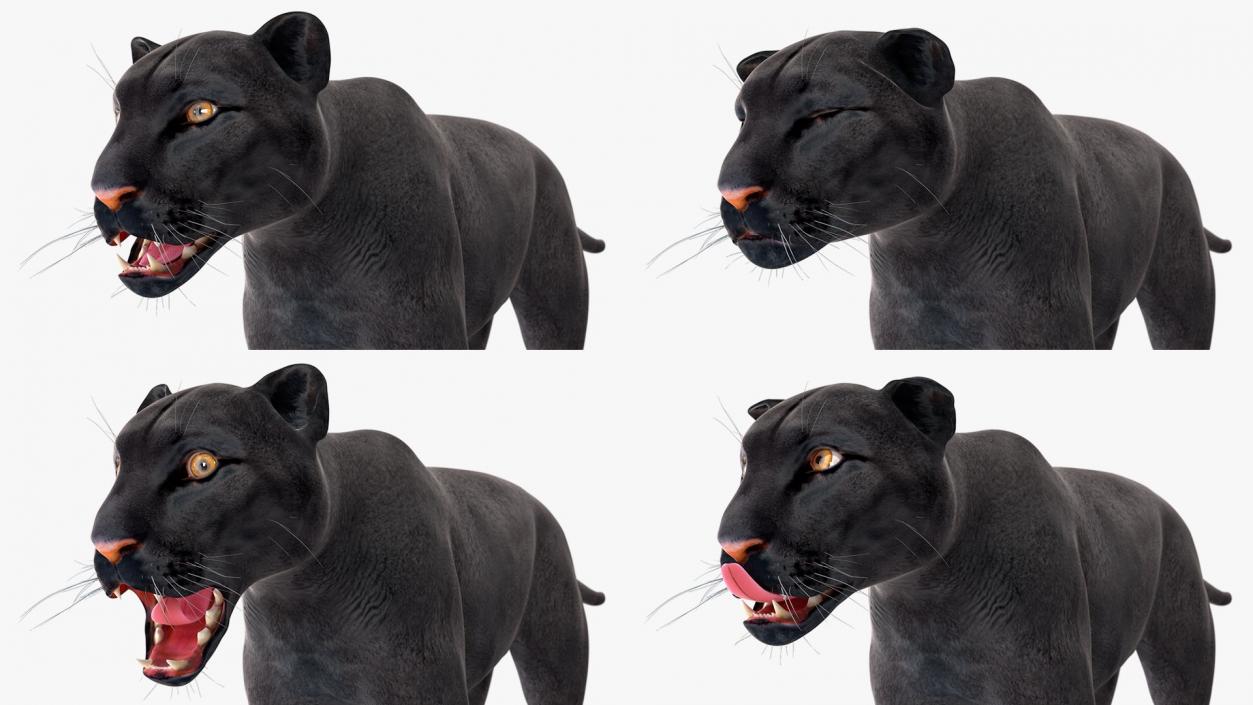 3D Rigged Big Cats Collection