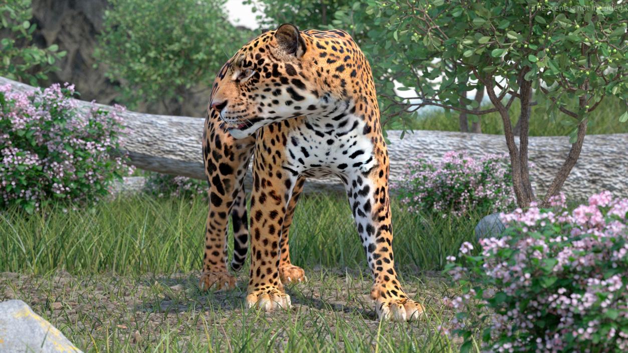 3D Rigged Big Cats Collection