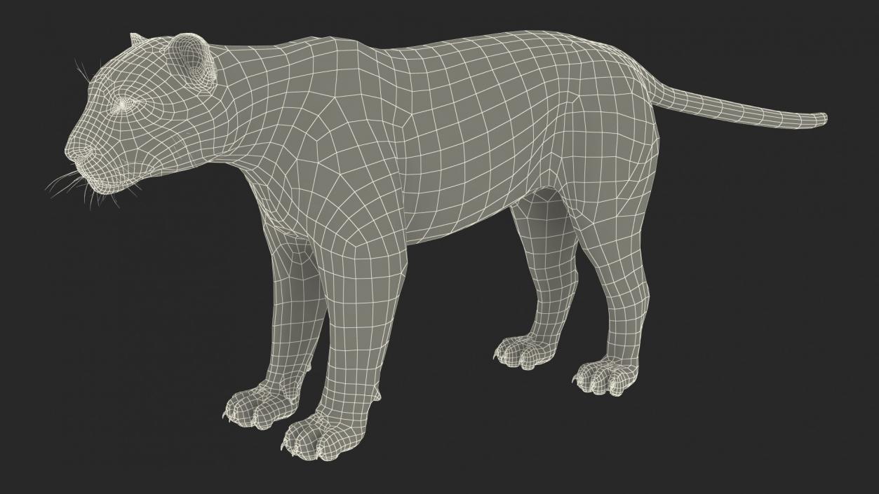 3D Rigged Big Cats Collection