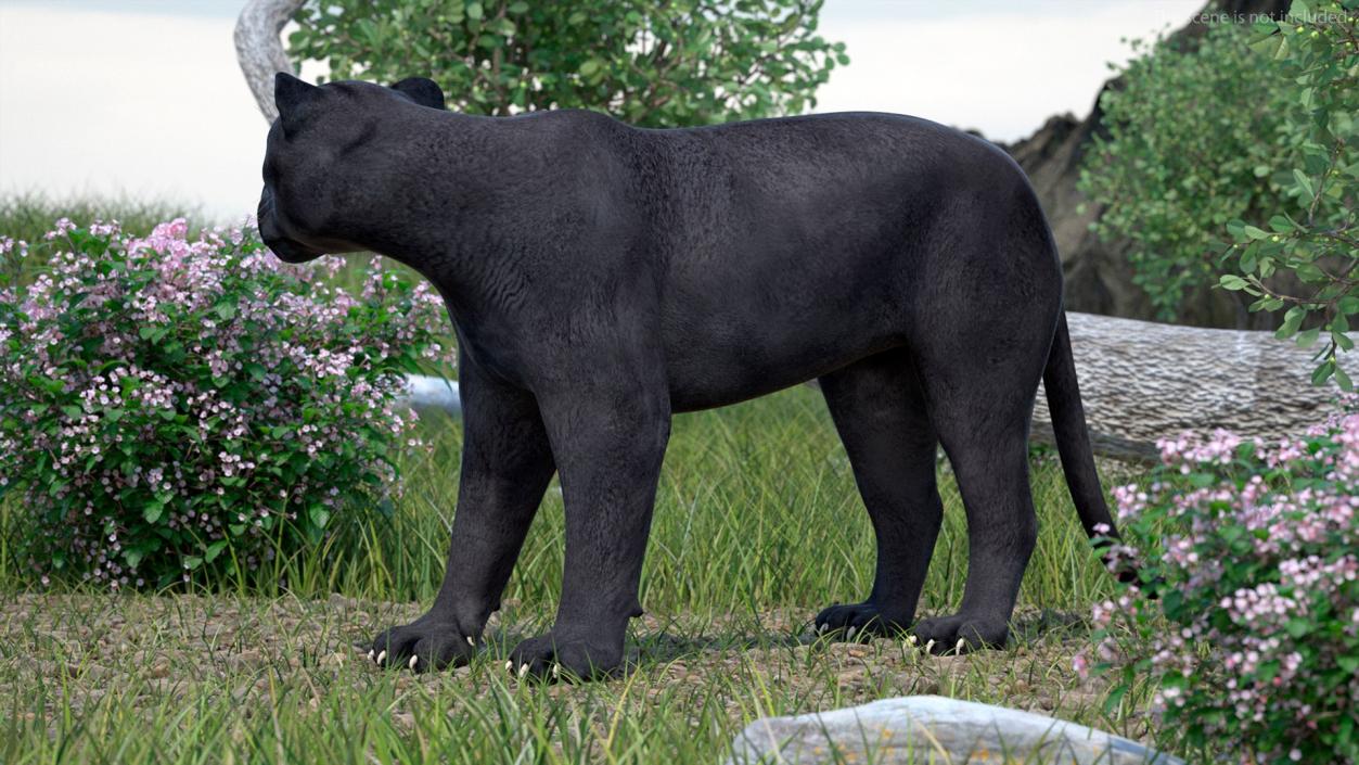 3D Rigged Big Cats Collection