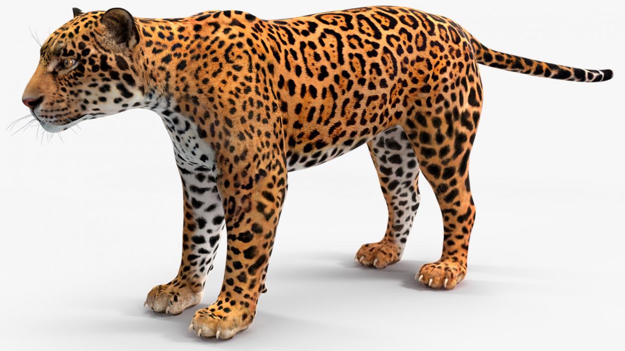 3D Rigged Big Cats Collection