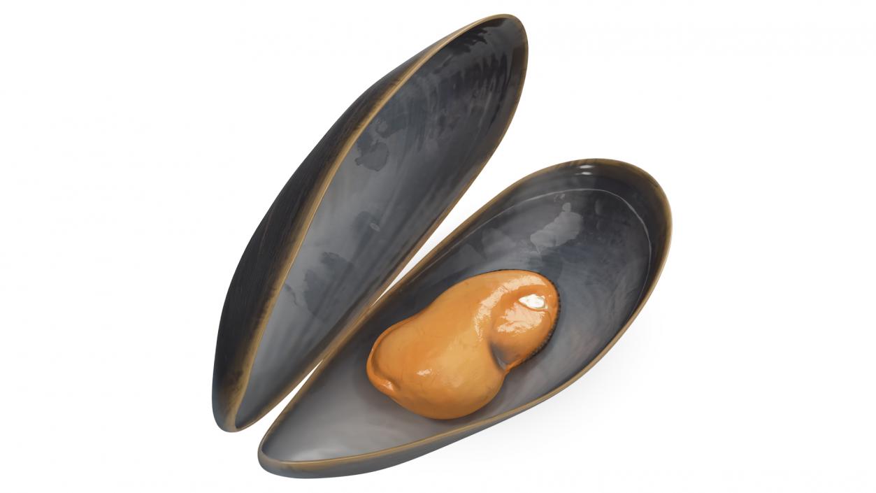 3D Open Cooked Mussel model