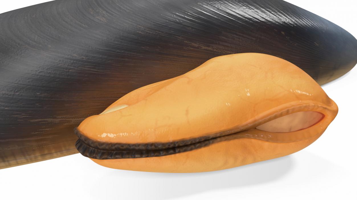 3D Open Cooked Mussel model