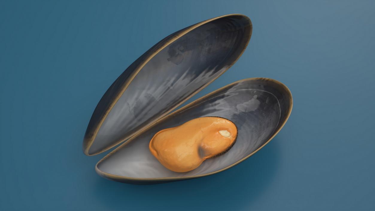 3D Open Cooked Mussel model