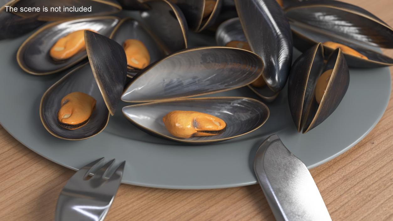 3D Open Cooked Mussel model