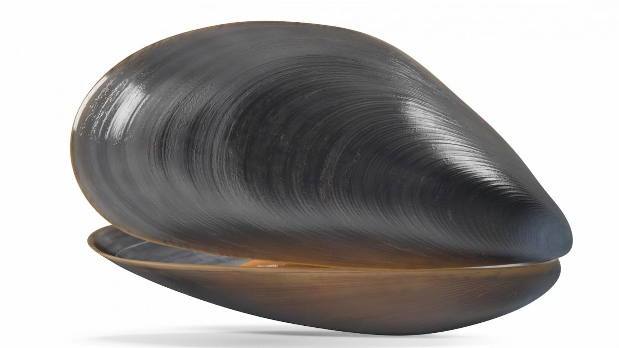 3D Open Cooked Mussel model