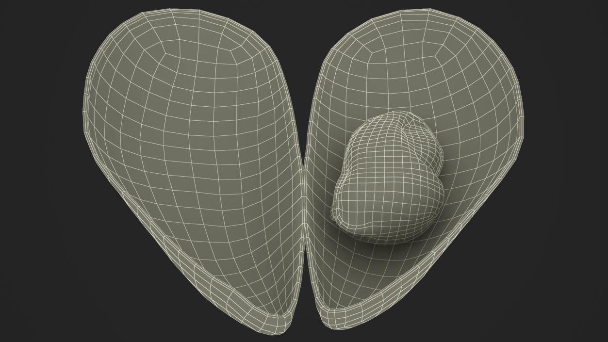 3D Open Cooked Mussel model