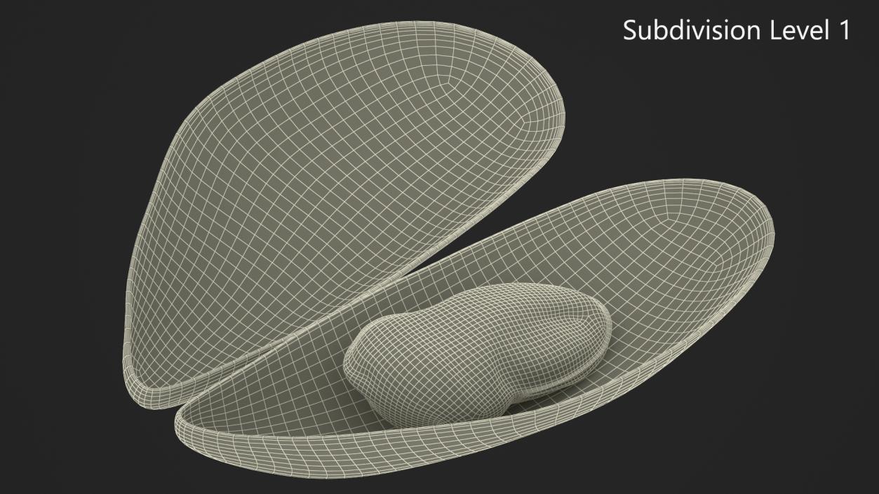 3D Open Cooked Mussel model