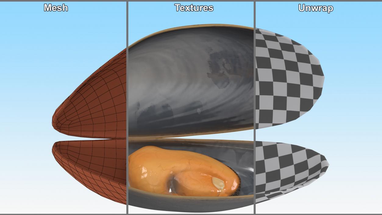 3D Open Cooked Mussel model