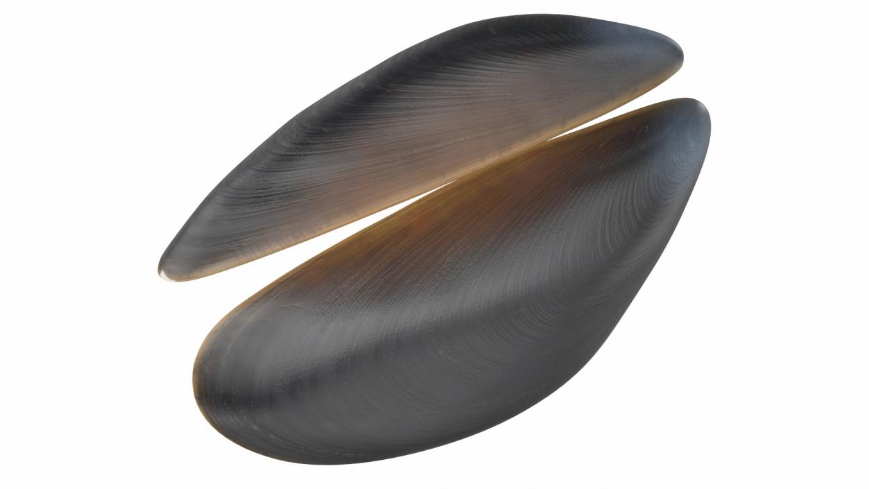 3D Open Cooked Mussel model