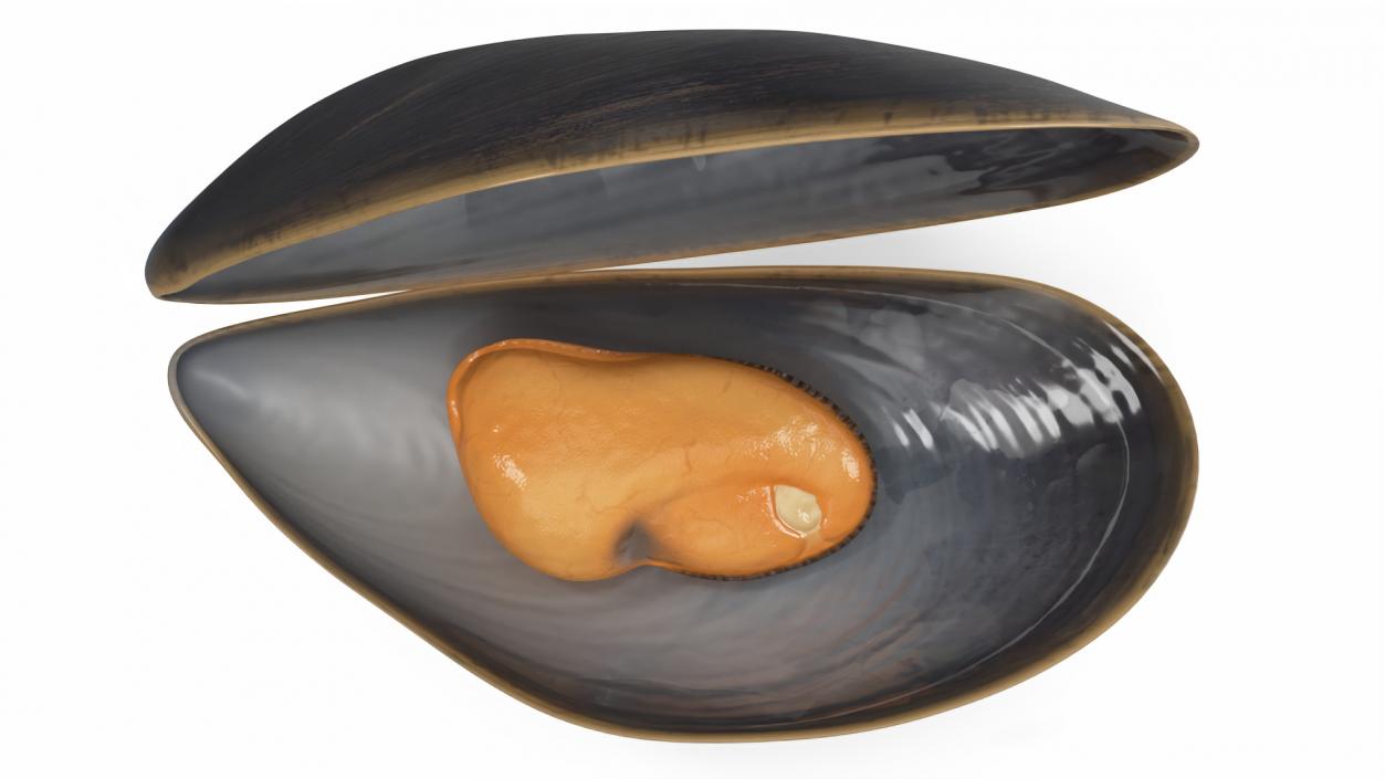 3D Open Cooked Mussel model