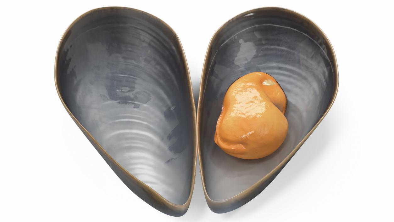 3D Open Cooked Mussel model