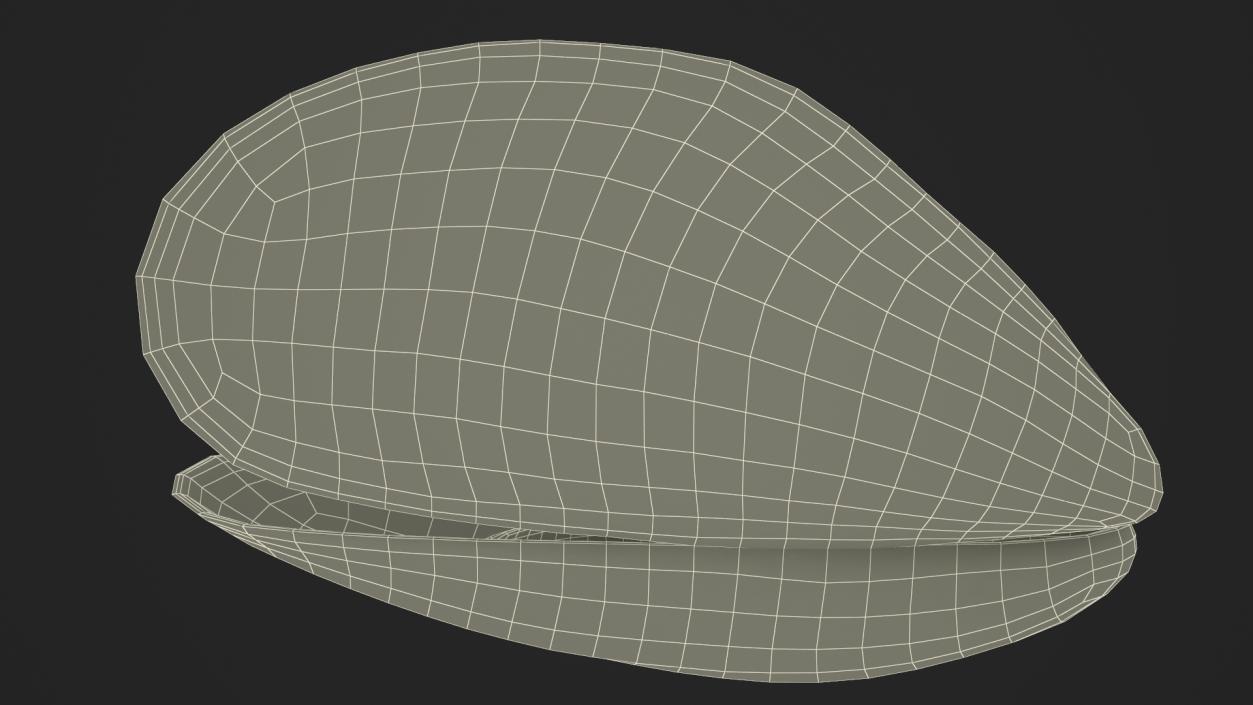 3D Open Cooked Mussel model