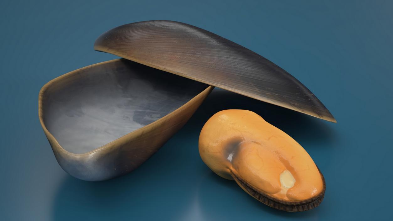 3D Open Cooked Mussel model