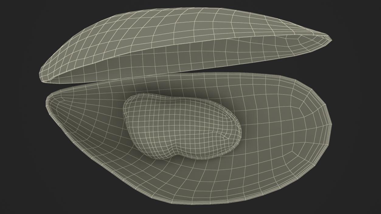 3D Open Cooked Mussel model