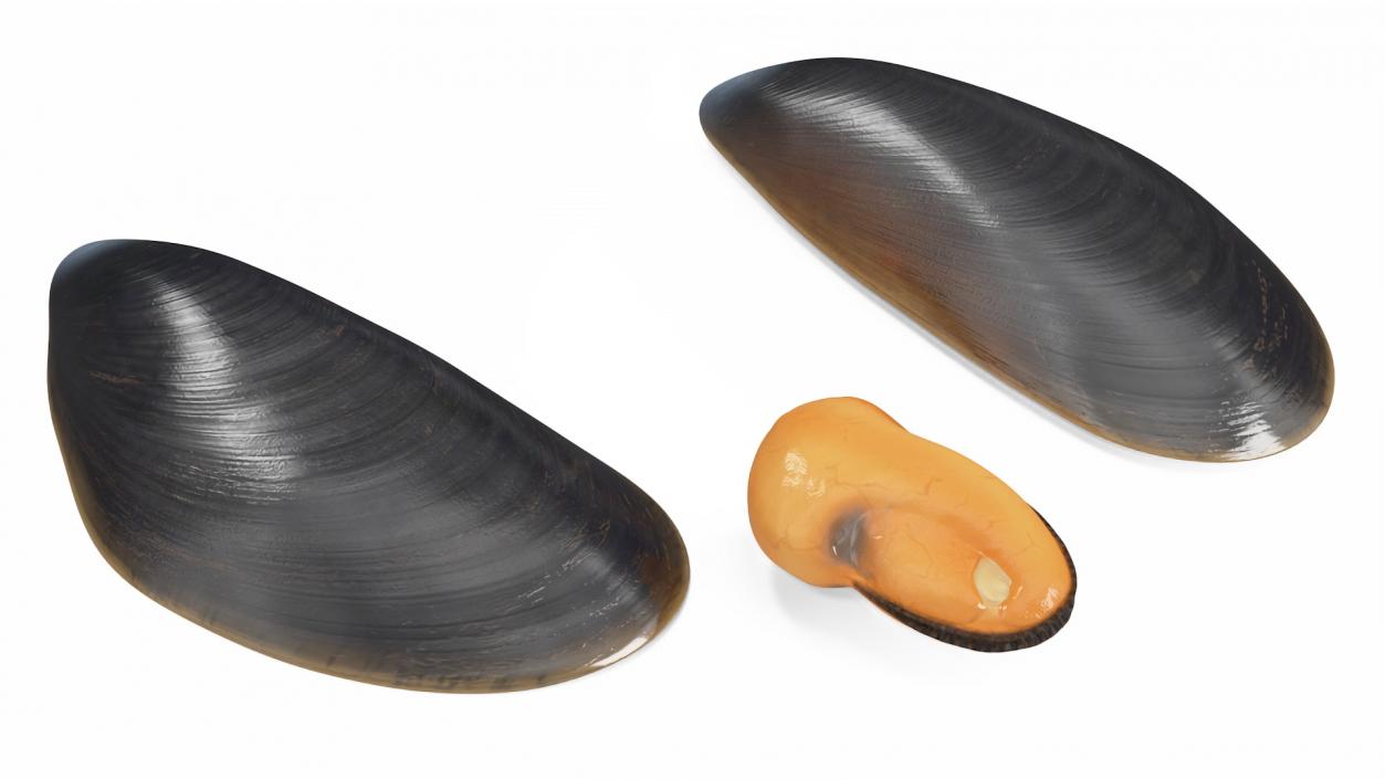 3D Open Cooked Mussel model