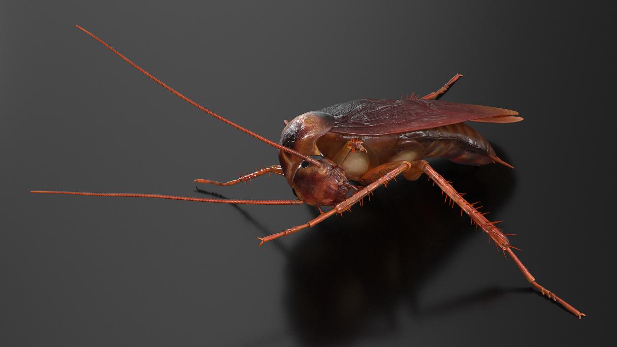 3D Animated Cockroach Cleans Paw Rigged