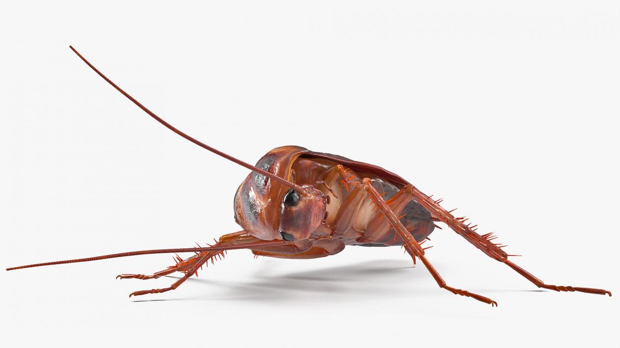 3D Animated Cockroach Cleans Paw Rigged