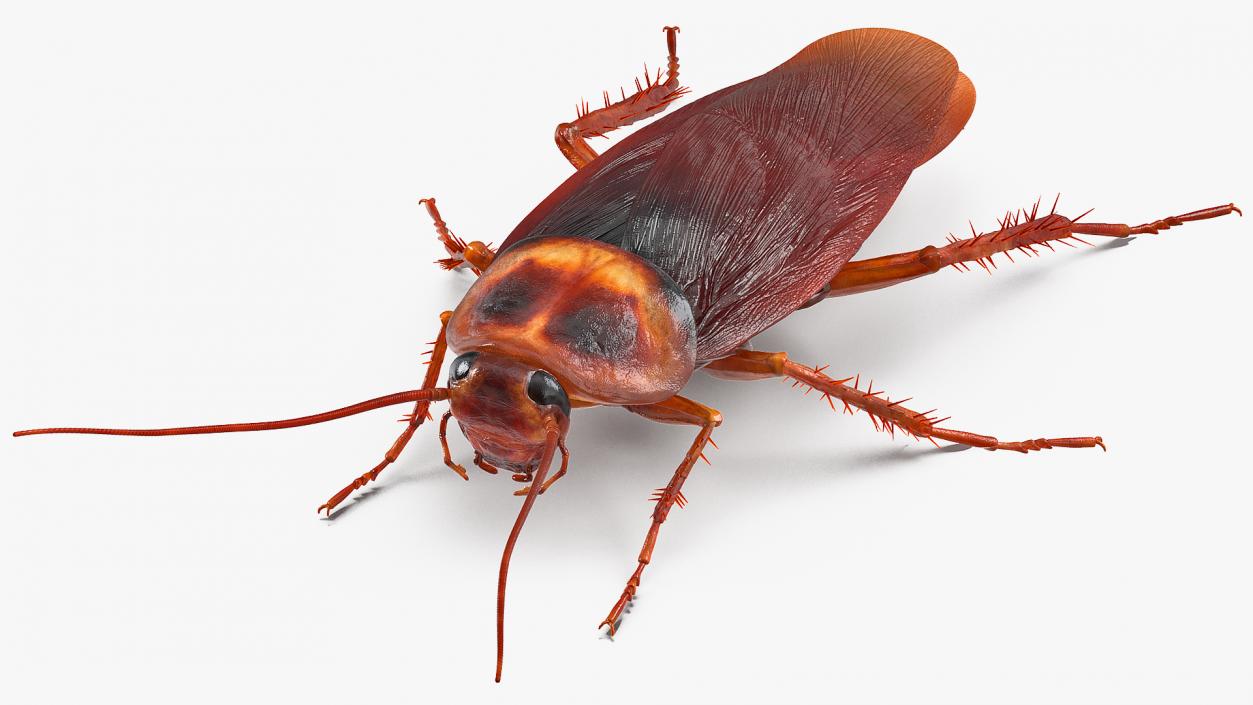 3D Animated Cockroach Cleans Paw Rigged