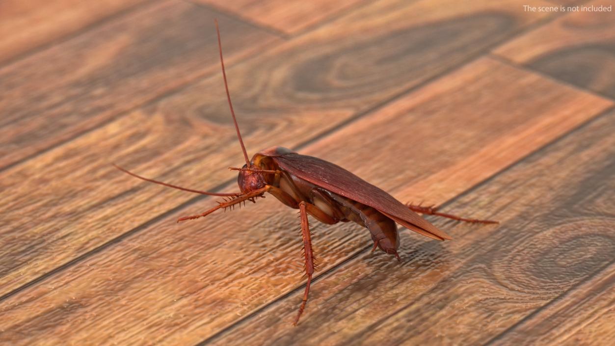 3D Animated Cockroach Cleans Paw Rigged