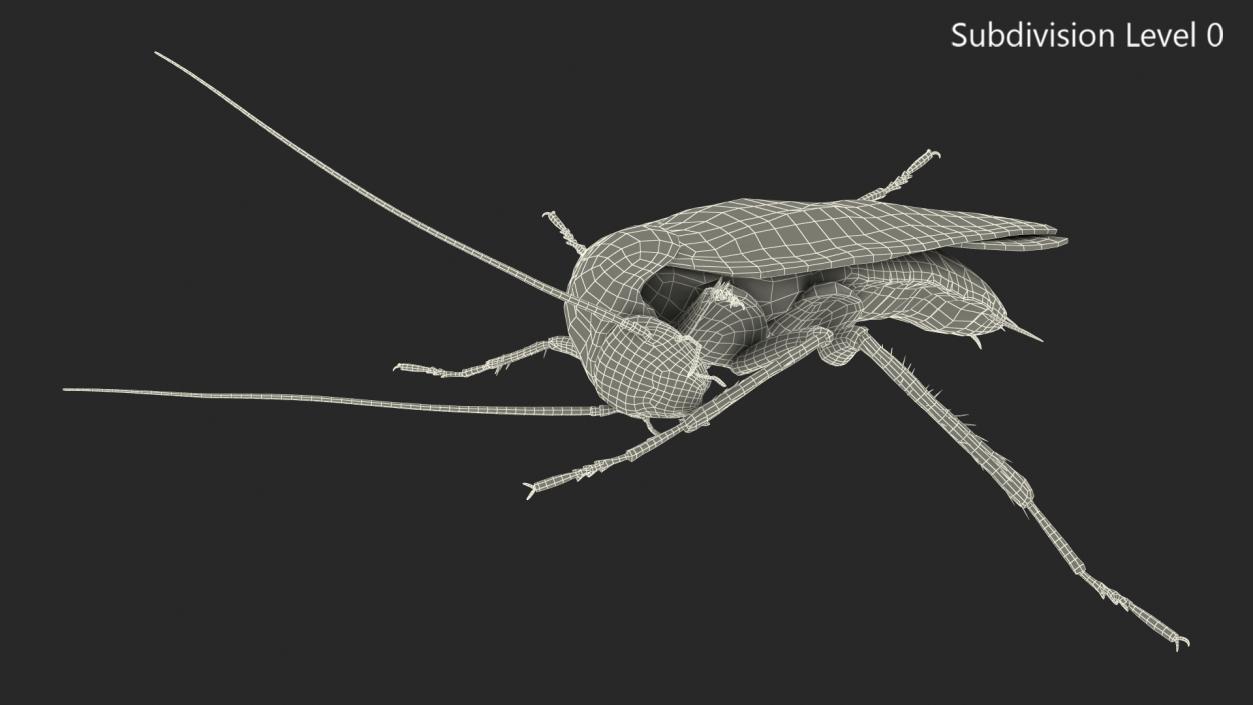 3D Animated Cockroach Cleans Paw Rigged