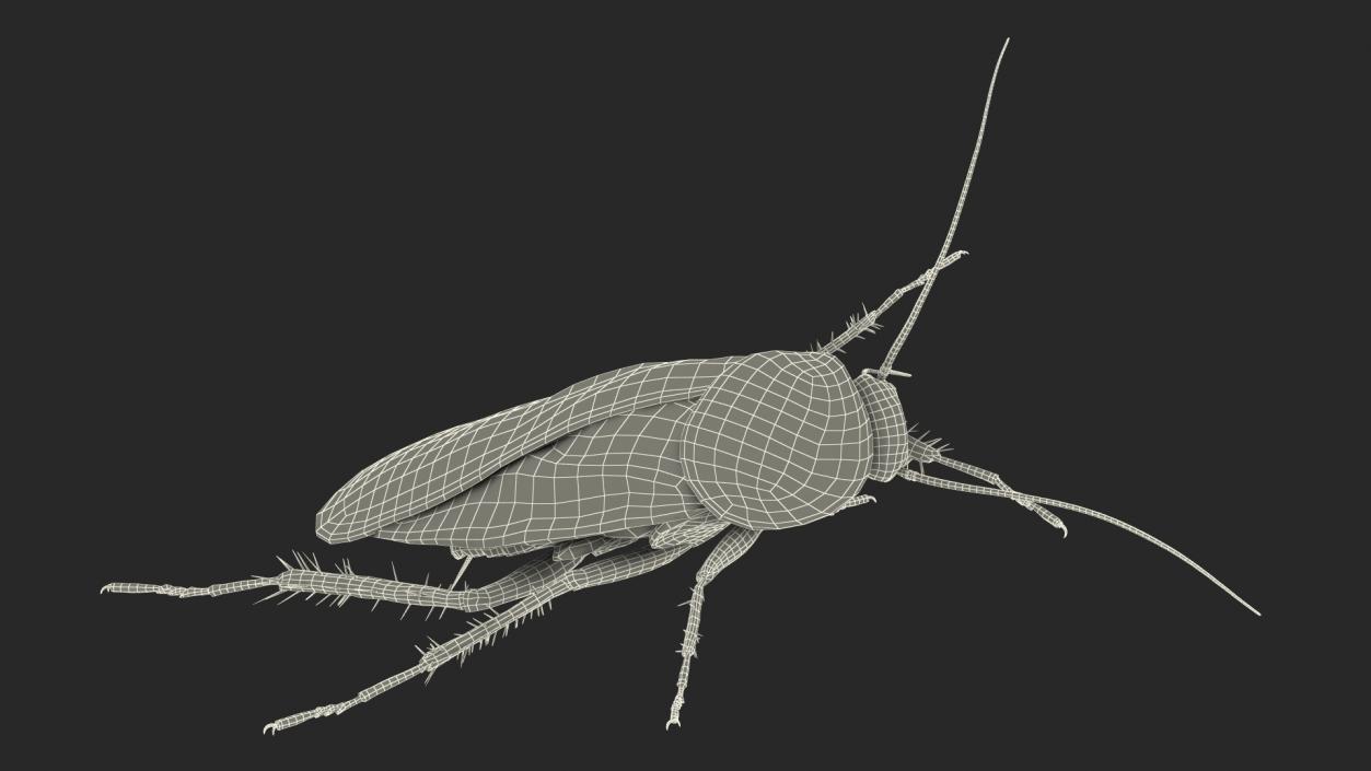 3D Animated Cockroach Cleans Paw Rigged