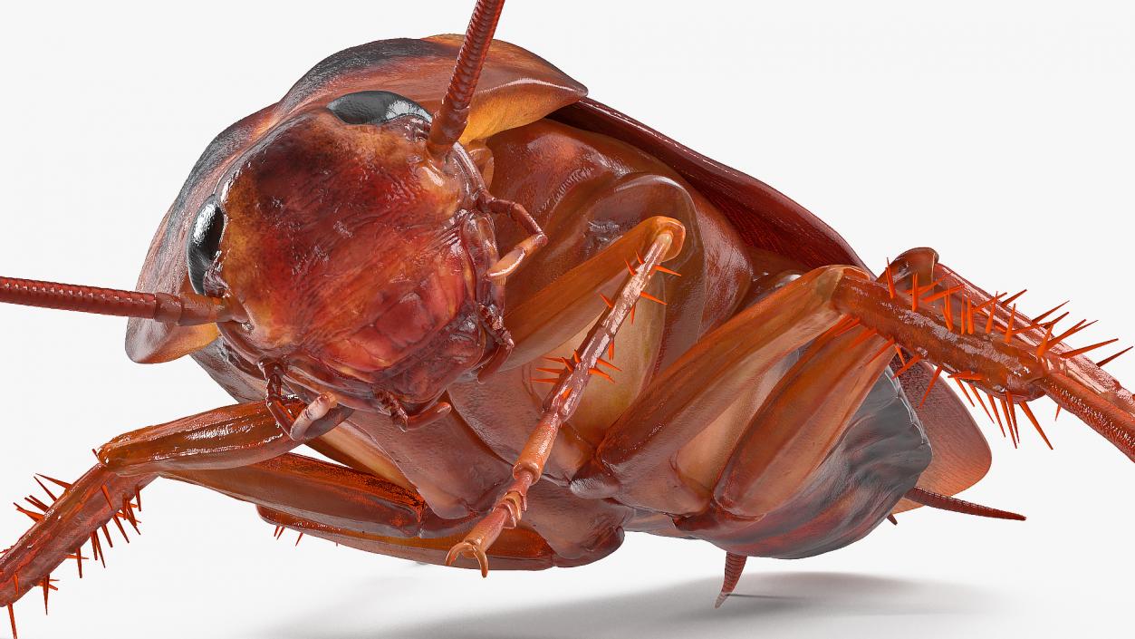 3D Animated Cockroach Cleans Paw Rigged